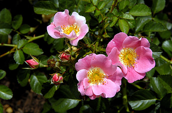 Flowers, Briar, Bush, Close-Up, Bloom, Flowering, Greens HD wallpaper