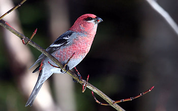 Animals, Bird, Sit, Beautiful, Branch, Color HD wallpaper
