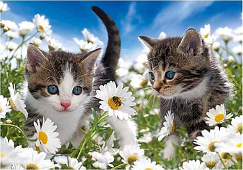 Cute kittens, animal, kitten, margarita, daisy, flower, garden, cute, cat HD wallpaper