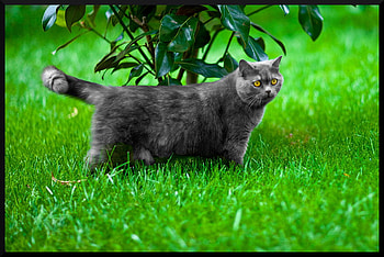 Leylamiz, animal, kitten, yellow, green, eyes, cat, grass HD wallpaper
