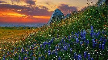 Sunset in Oklahoma, hills, colors, landscape, rocks, usa, wildflowers, blossoms, clouds, sky, flowers HD wallpaper