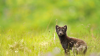 Animals, Grass, Dandelions, Eyes, Field, Sable HD wallpaper