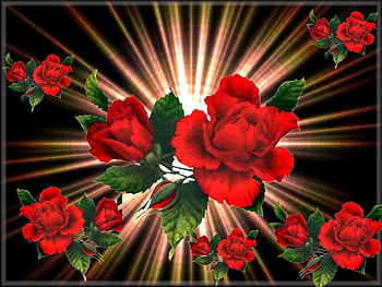 rose explode, star, burst, abstract, roses HD wallpaper