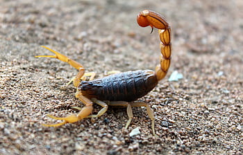 Detailed shot of a scorpion with raised stinger on sandy ground, showcasing its natural habitat. HD wallpaper