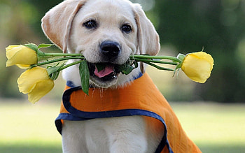 Animals, Flower, Puppy, Labrador, Vest HD wallpaper