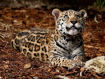 Animals, Grass, Stones, Jaguar, Big Cat HD wallpaper