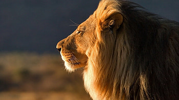Lion Close Up Screensaver HD wallpaper