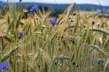 Flowers, Grass, Field, Ears, Spikes, Cornflower HD wallpaper