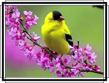 FRAMED BIRD., NATURE, FRAMED, , BIRD HD wallpaper