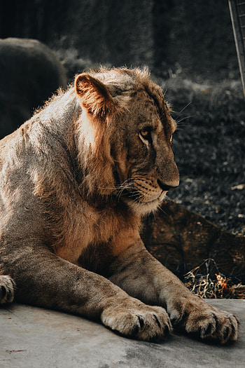 Animals, Young, Lion, Predator, Big Cat, Joey, Lion Cub, To Be Embarrassed, Be Embarrassed HD phone wallpaper