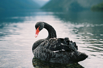 SWAN, Water, Wings, Waves, Feathers HD wallpaper