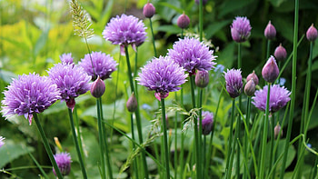 Purple field flowers, China, , Nature HD wallpaper