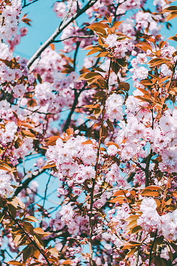 A stunning cherry blossom tree in full bloom under a clear blue sky, symbolizing spring. HD phone wallpaper