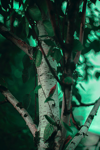 Nature, Leaves, Wood, Tree, Branches, Birch HD phone wallpaper
