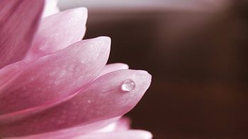Plants, Flowers, Drops HD wallpaper