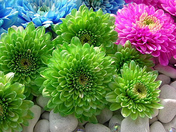 Flowers, Stones, Chrysanthemum, Bright, Multicolored HD wallpaper