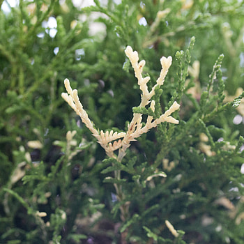Konfettii western arborvitae, Mail-order trees, Unique variety, Landscaping gem HD phone wallpaper