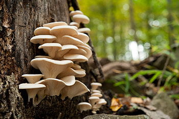 Oyster mushrooms, Fungal education, Teaching about fungi, University of Georgia HD wallpaper