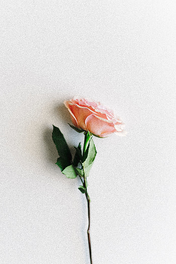 Rose, light pink, minimal HD phone wallpaper