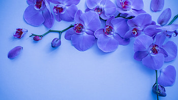 Orchid Flower HD wallpaper