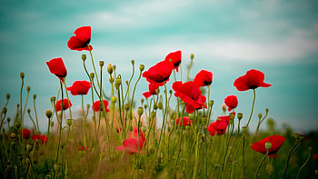 Flowers, Grass, Poppies, Bloom, Flowering, Field HD wallpaper