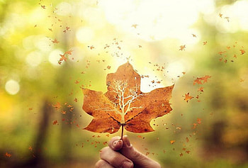 Fly Away, creative, leaves, autumn, leaf, nature, autumn leaves HD wallpaper
