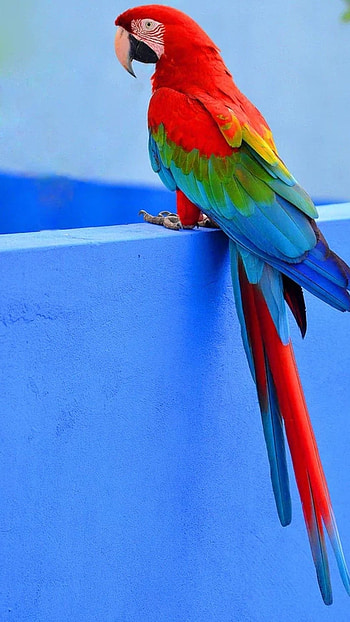 Parrot, Cute HD phone wallpaper