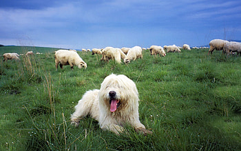 Animals, Grass, Herd, Shepherd, Polish Lowland Shepherd HD wallpaper