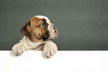 Bulldog Puppy , bulldog, animals, dog, puppy HD wallpaper