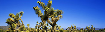 wonderfull tree , wonderfull, tree HD wallpaper