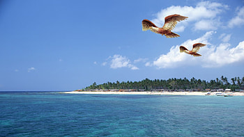 Soaring Eagles, sky, birds, water, eagles HD wallpaper