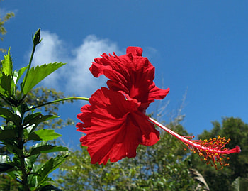 red hibiscus, sky, hibiscus, red, flower HD wallpaper
