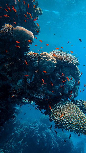 Underwater world, Colorful fish, Vibrant coral reefs, Captivating sea creatures HD phone wallpaper