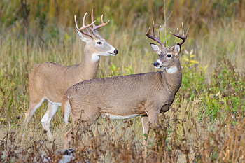 Hemorrhagic disease update, Kingston area deer, OFAH insider, Disease confirmation HD wallpaper
