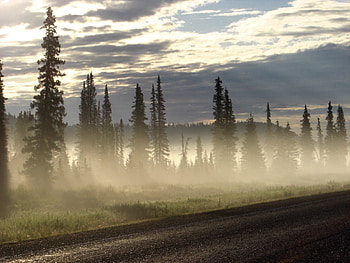 Nature, Trees, Road, Fog, Ate HD wallpaper
