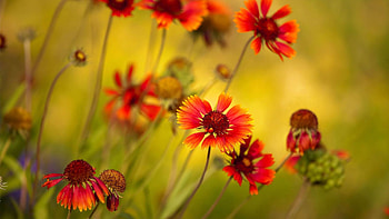 Flowers, Plant, Petals, Stem, Stalk HD wallpaper