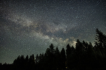 Nature, Trees, Stars, Night, Starry Sky, Fir, Spruce HD wallpaper
