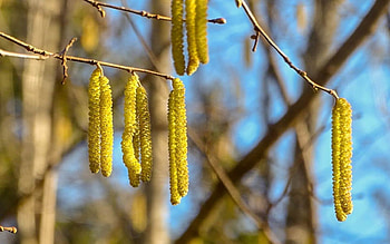 Panicles, Latvia, birches, spring, macro HD wallpaper