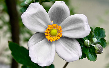 Flower, Plant, Macro, Petals HD wallpaper