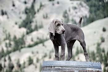 Animals, Dog, Sight, Opinion, Puppy, Weimaraner HD wallpaper