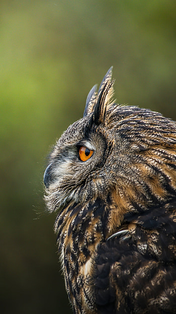 Animal, owl HD phone wallpaper