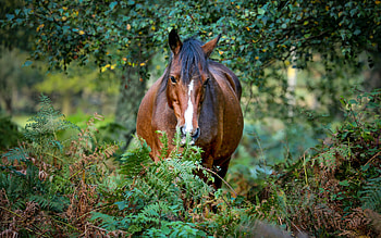 Horse, animal, nature, plants HD wallpaper