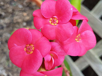 BEAUTIFUL PINK FLOWERS, FLOWERS, BEAUTIFUL, PINK HD wallpaper