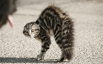 Aggressive kitty, up, kitty, aggressive, arched HD wallpaper