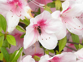 Bee on flower, honey, nature, bee, flower HD wallpaper