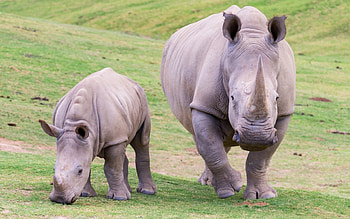 Rhinos, baby, mother, animals HD wallpaper