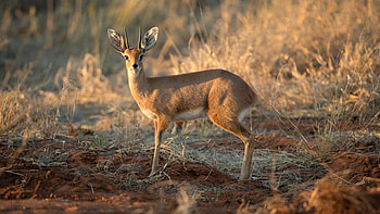 Klipspringer Is Standing On Sand In Blur Background Klipspringer HD wallpaper