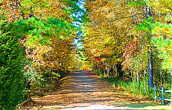 The turning, leaves, color, path, yellow, green, trees, autumn, orange HD wallpaper