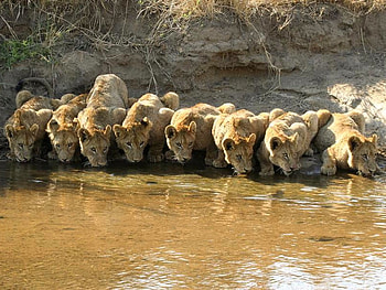 Eight in Row, big cats, cool HD wallpaper