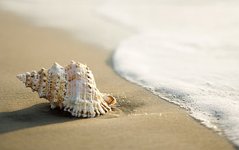 Background, Shells HD wallpaper